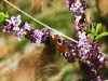 dsc 6401.jpg Papillon paon du jour sur des daphnées dans les Tatras slovaques