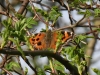 dsc 6692.jpg Papillon vanesse du saule Nymphalis xanthomelas à Senné en Slovaquie