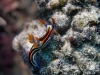dsc 0037.jpg Nudibranche Nembrotha purpureolineata à Ali baba II, baie de Kampana, Togians, Sulawesi