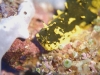 dsc 0515.jpg Nudibranche Notodoris gardineri à Killibob's knob, Father's reef, mer de Bismarck, PNG