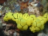 dsc 0217.jpg Nudibranche Notodoris minor à Meigan's reef, Milne bay, PNG