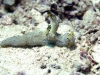 dsc 0525.jpg Nudibranche Notodoris serenae à Wahoo point, Milne bay, PNG