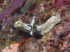 dsc 0993.jpg Nudibranche Notodoris serenae à Dondola 3, Togians, Sulawesi