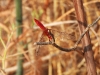 dscn 7859.jpg Crocothémis écarlate mâle, Crocothemis erythraea, aux Gravières de Baléone