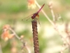 dscn 7873.jpg Sympétrum sanguin mâle, Sympetrum sanguineum, aux Gravières de Baléone