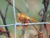 dscn 7882.jpg Crocothémis écarlate femelle, Crocothemis erythraea, aux Gravières de Baléone