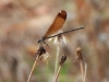 dscn 7895.jpg Calopteryx hémorroïdal femelle, Calopteryx haemorrhoidalis, aux Gravières de Baléone