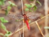 dscn 8396.jpg Odonate Crocothémis écarlate, Crocothemis erythraea, à Coggia