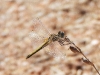 dscn 8515.jpg Sympetrum à nervures rouges femelle, Sympetrum fonscolombii, entre Petit & Grand Capo