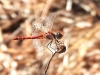 dscn 8517.jpg Sympetrum à nervures rouges mâle, Sympetrum fonscolombii, entre Petit & Grand Capo