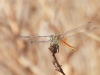 dscn 8520.jpg Sympetrum à nervures rouges mâle, Sympetrum fonscolombii, entre Petit & Grand Capo