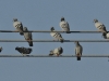 dsc 0742.jpg Pigeons bisets féraux Columbia livia à Mudday