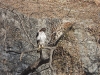 dscn 6023.jpg Aigle de Bonelli Aquila fasciata au gouffre aux oiseaux (cavvi Atayr)