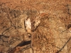 dscn 6057.jpg Aigle de Bonelli Aquila fasciata au gouffre aux oiseaux (cavvi Atayr)