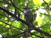 dscn7890.jpg Oiseau non identifié au Jakarta mangrove resort