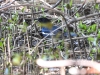 dscn 7894.jpg Shama dayal ou oriental magpie robin (Copsychus saularis) au Jakarta mangrove resort