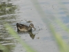 dsc 0316.jpg Juvénile de gallinule poule d'eau Gallinula chloropus dans un des étangs de Pont Audemer