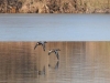 dsc 4823.jpg Canards souchets Anas clypeata dans un des étangs -à moitié gelé-de Pont-Audemer