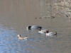 dsc 4864.jpg Sarcelles d'hiver Anas crecca et foulque macroule dans un des étangs de Pont-Audemer