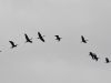 dsc 8322.jpg Vol  d'ibis falcinelles à l'étang de Remoule