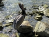 epv 0049.jpg Pélican brun Pelicanus occidentalis à la Marina de Cabo San Lucas  en Baja California, Mexique