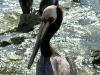 epv 0050.jpg Pélican brun Pelicanus occidentalis  à la Marina de Cabo San Lucas  en Baja California, Mexique