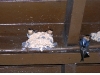epv0080.jpg Nids d'hirondelles à  front brun Petrochelidon fulva au mirador de l'hôtel Los Jazmines à l'ouest de Cuba