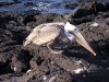 epv0320.jpg Pélican brun des Galapagos Pelicanus occidentalis urinator à Bahia Jaime, isla Santiago, Galapagos, Equateur