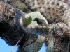 epv0399.jpg Pinson géospize des cactus Geospiza scandens à Punta Aroya, isla Santa Cruz, Galapagos, Equateur