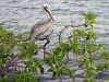 epv0439.jpg Pélican brun des Galapagos Pelicanus occidentalis urinator dans la mangrove de Punta Arena, isla Santa Cruz, Galapagos, Equateur