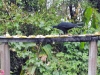 p1270078.jpg Pénélope unicolore Chamaepetes unicolor (oiseau quasi menacé) dans le jardin du Volcano Poas Lodge, Costa Rica