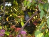 p 1270220.jpg Colibri à gorge pourprée Lampornis calolaemus dans les jardins du Volcano Poas Lodge au Costa Rica