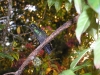 p1270231.jpg  Colibri à gorge pourprée Lampornis calolaemus dans les jardins du Volcano Poas Lodge au Costa Rica
