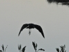 dsc 8623.jpg Ibis falcinelle Plegadis falcinellus à l'arroyo de la Rocina