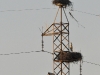 dsc 8625.jpg Sur chaque pylone un ou plusieurs nids de cigognes blanches (A483 vers El Rocio)