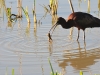 dsc 8648.jpg Grenouille au petit déjeuner de l'ibis falcinelle au Charco de la Boca à El Rocio