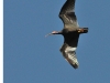 dsc 9003.jpg Ibis chauve Geronticus eremita à la Barca de Vejer
