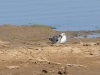 dsc 5377.jpg Bécasseau sanderling Calibris alba à las Marismas del Barbate