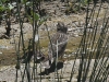 dsc 7406.jpg Moineau soulcie Petronia petronia dans les gorges de Vedi