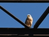 dsc 7791.jpg Faucon crécerellette mâle Falco naumanni à Gorayk