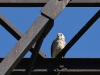 dsc 7792.jpg Faucon crécerellette femelle Falco naumanni à Gorayk