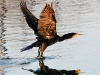 dsc 3861.jpg L'envol du cormoran pygmée Phalocrocorax pygmeus à Poda