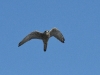 Faucon crécerelle Falco tinnunculus dans la plaine avant la réserve de Kamchia