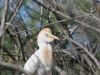 dsc 0908.jpg Héron garde-boeufs Bubulcus ibis à Pont de Gau