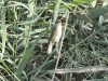 dsc 0023.jpg Rousserolle verderolle Acrocephalus palustris à  Scamandre