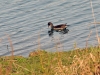 DSC 6334.jpg Gallinule poule d'eau juvénile au lac d'Amance