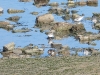 dscn 2160.jpg Tournepierres à collier et bécasseaux sanderlings à la Morelière sur l'île d'Oléron