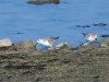dscn 2170.jpg Bécasseaux sanderlings Calidris alba à la Morelière sur l'île d'Oléron