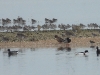 dscn 2203.jpg Pluviers argentés, tadornes, canards, bécasseaux et bernaches à Boyardville sur l'île d'Oléron