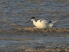 dscn 2791.jpg Avocette élégante Recurvirostra avosetta à l'embouchure de la Sèvre niortaise